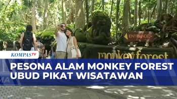 Keindahan Pesona Alam Monkey Forest Ubud Digemari Wisatawan | BERITA UTAMA