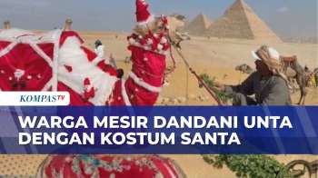 Unta Berkostum Santa Jadi Daya Tarik Natal Di Depan Piramida Giza Mesir | KOMPAS MALAM