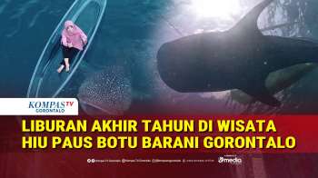 Menikmati Keseruan Liburan Akhir Tahun Di Objek Wisata Hiu Paus Botu Barani Gorontalo