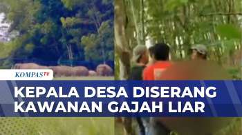 Kepala Desa Di Lampung Meninggal Usai Diserang Kawanan Gajah Liar | SAPA SIANG