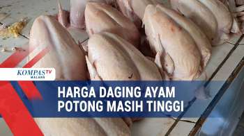 Awal Tahun 2026, Harga Daging Ayam Potong Masih Mahal
