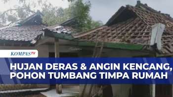 Hujan Deras-Angin Kencang, Pohon Besar Roboh & Hancurkan Atap Rumah Di Pandeglang