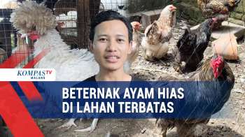 Untung Berlipat Dari Beternak Ayam Hias Di Lahan Terbatas