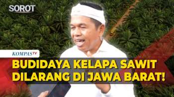 Gubernur Jabar Larang Budidaya Kelapa Sawit Di Wilayah Jawa Barat