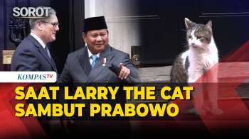 Saat Larry The Cat Ikut Sambut Presiden Prabowo Jelang Bertemu PM Inggris Di Downing Street