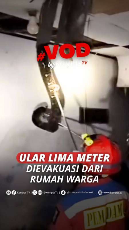 ULAR LIMA METER DIEVAKUASI DARI RUMAH WARGA
