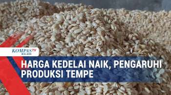 Harga Kedelai Naik, Perajin Tempe Kurangi Produksi