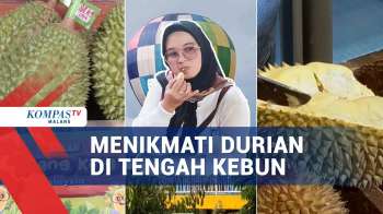 Menikmati Durian Di Tengah Kebun Kota Batu