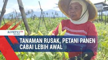 Tanaman Rusak, Petani Cabai Di Malang Panen Lebih Awal