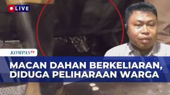 [FULL] BKSDA Sumsel Soroti Asal-Usul Macan Dahan Berkeliaran di Permukiman, Diduga Peliharaan Warga