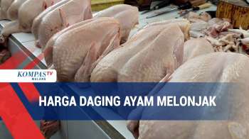 Harga Daging Ayam Potong Melonjak
