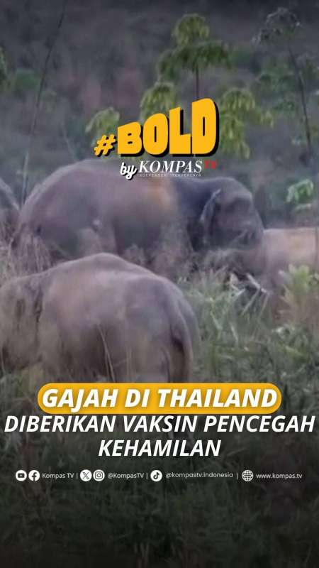 GAJAH DI THAILAND DIBERIKAN VAKSIN PENCEGAH KEHAMILAN