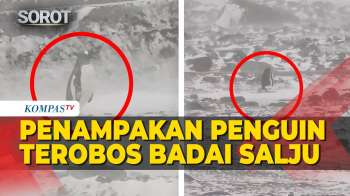 Sendiri! Penampakan Penguin Terobos Badai Salju Di Chile