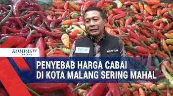 Terungkap! Ini Penyebab Harga Cabai Di Kota Malang Sering Mahal