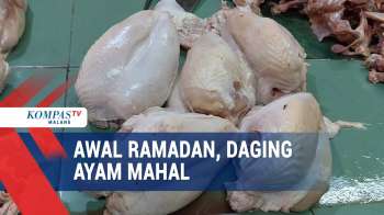 Awal Bulan Ramadan, Harga Daging Ayam Potong Masih Mahal