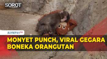 Viral Monyet ‘Punch’ Hidup dengan Boneka Orangutan & Cerita Miris Ditelantarkan Induknya