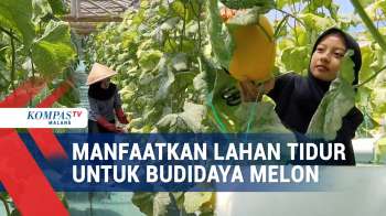 Manfaatkan Lahan Tidur Di Kawasan Perumahan Untuk Budidaya Melon