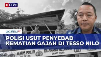 Dirkrimsus Polda Riau Usut Motif Kematian Anak Gajah Si Tesso Nilo, Kesengajaan Atau Kelalaian?