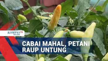 Harga Cabai Melonjak, Petani Raup Untung
