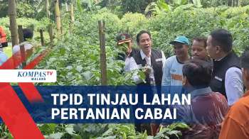 Harga Cabai Masih Tinggi, TPID Tinjau Petani Cabai