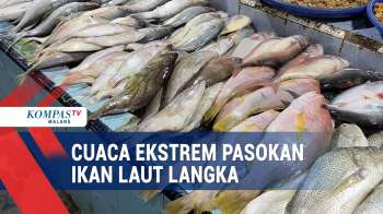 Imbas Cuaca Ekstrem, Beberapa Jenis Ikan Laut Menghilang Di Pasaran