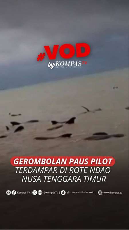 GEROMBOLAN PAUS PILOT TERDAMPAR DI ROTE NDAO, NUSA TENGGARA TIMUR