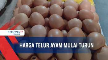 Harga Telur Ayam Mulai Turun, Telur Puyuh Melonjak