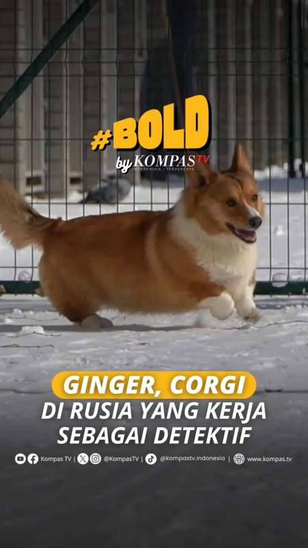 GINGER, CORGI DI RUSIA YANG KERJA SEBAGAI DETEKTIF