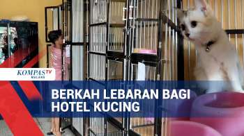 Ditinggal Pulang Kampung, Hotel Kucing Jadi Pilihan