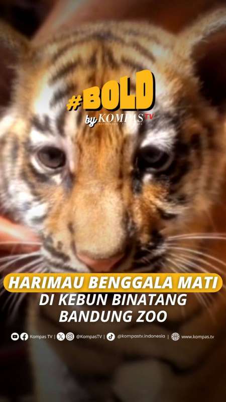 HARIMAU BENGGALA MATI DI KEBUN BINATANG BANDUNG ZOO