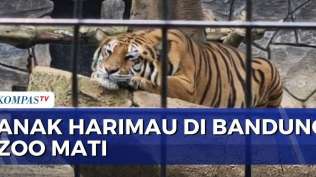 2-anak-harimau-mati-diduga-terserang-virus-di-bandung-zoo-dprd-akan-panggil-bbksda-jabar