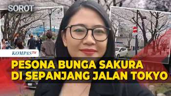 Pesona Bunga Sakura Di Sepanjang Jalanan Kota Tokyo Dinikmati Turis Hingga Warga Lokal