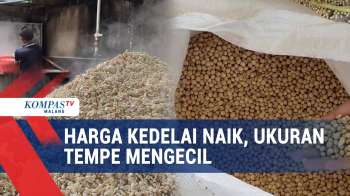 Harga Kedelai Naik, Perajin Tempe Perkecil Ukuran