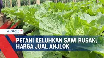 Tanaman Sawi Milik Petani Rusak, Hasil Panen Merosot Harga Jual Anjlok