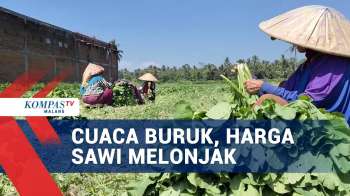 Harga Sayur Melambung Imbas Cuaca Buruk
