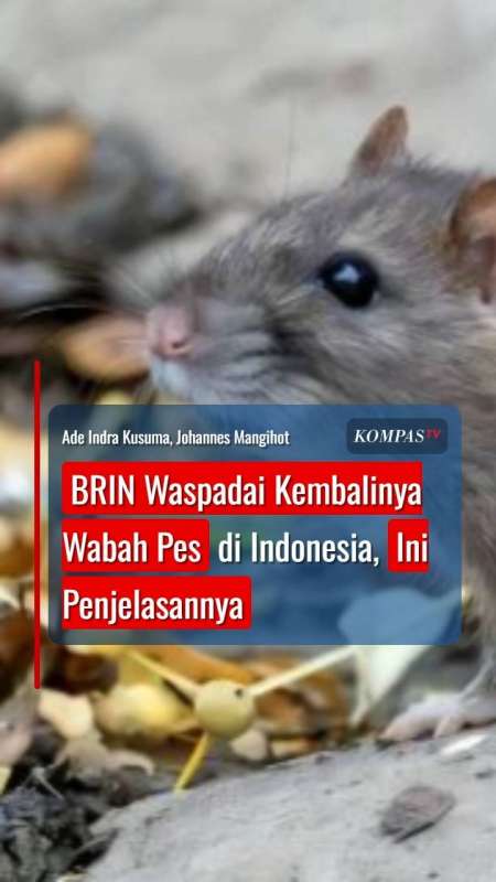 BRIN Waspadai Kembalinya Wabah Pes di Indonesia, Ini Penjelasannya