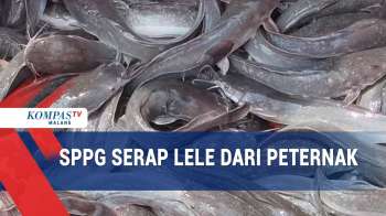 Hasil Panen Diserap MBG, Peternak Lele Diuntungkan