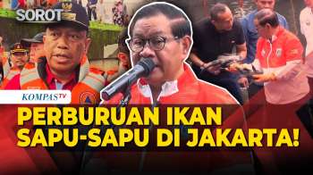 Gubernur Pramono Turun Langsung! Perburuan Ikan Sapu-Sapu Di Sungai Jakarta