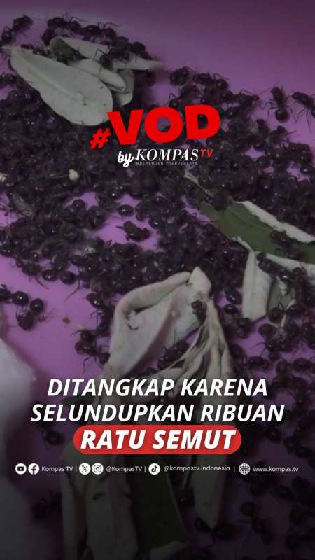 DITANGKAP KARENA SELUNDUPKAN RIBUAN RATU SEMUT
