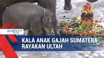 Kala Anak Gajah Sumatera Rayakan Ultah Pertama