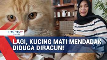 Delapan Kucing Mati Misterius, Diduga Diracun