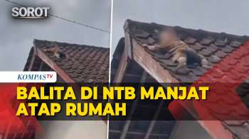 Heboh Balita Di NTB Tiba-Tiba Di Atap Rumah! Bikin Keluarga Panik