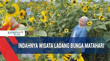 Melihat Indahnya Wisata Ladang Bunga Matahari