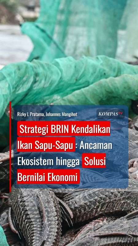 Strategi BRIN Kendalikan Ikan Sapu-Sapu: Ancaman Ekosistem Hingga Solusi Bernilai Ekonomi