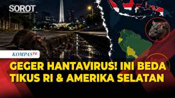 Geger! Hantavirus di Kapal MV Hondius, Ini Beda Tikus di Indonesia & Amerika Selatan - Infografis