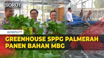 Greenhouse SPPG Palmerah Panen Sawi Dan Nila Untuk Bahan MBG
