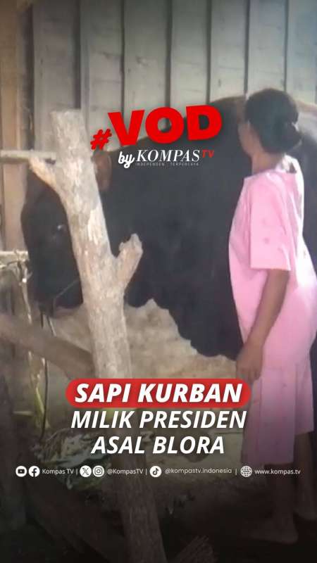 SAPI KURBAN MILIK PRESIDEN ASAL BLORA