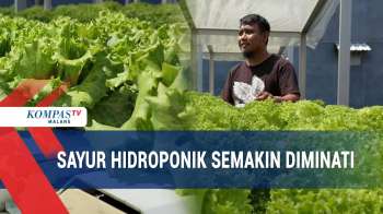 Untung Berlipat Dari Pertanian Hidroponik