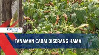 Harga Mahal, Cabai Petani Diserang Hama