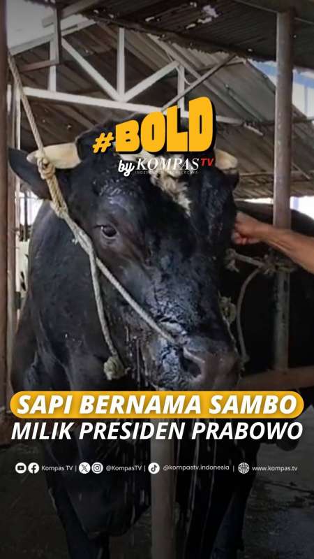 SAPI BERNAMA SAMBO MILIK PRESIDEN PRABOWO